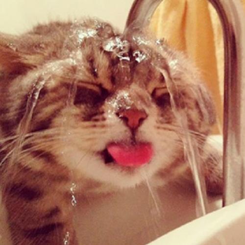 14 gatos que – estranhamente – amam água