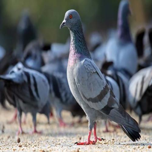 11 curiosidades incríveis sobre os pombos