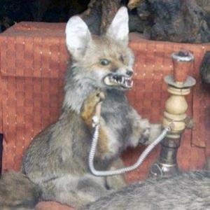 As assustadoras criaturas do taxidermista maluco