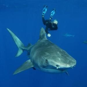 A Encantadora de Tubarão