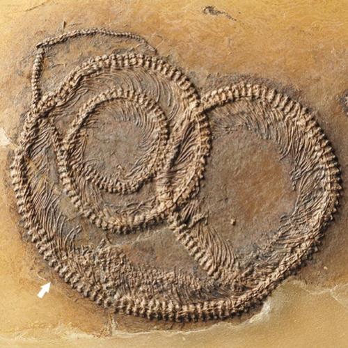Fossil raríssimo de 48 milhões de anos é encontrado na Alemanha