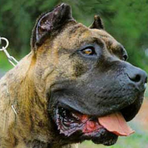 5 raças de cachorros que foram banidas