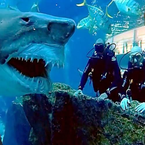 Turistas ficam frente a frente com um grande tubarão em aquário...