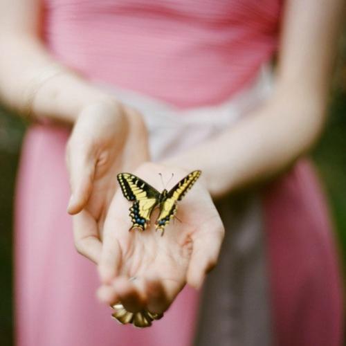 Como se tornar amiga das borboletas
