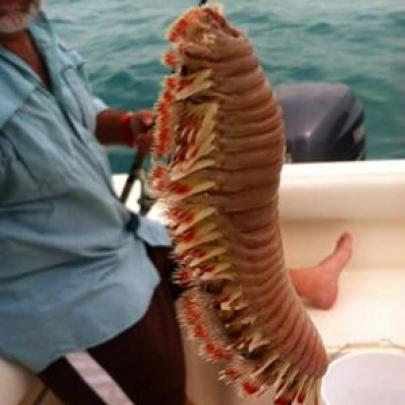 Criatura estranha retirada do oceano por pescador