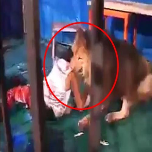Leão mata treinador dentro de sua jaula 