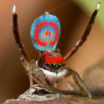 Aranha-pavão tem um dos mais fortes venenos do mundo 