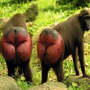 Por que é que os bumbuns de alguns macacos são tão coloridos?