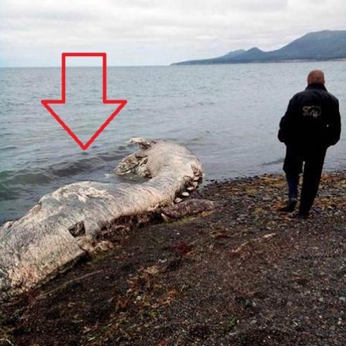 Monstro marinho aparece em praia russa