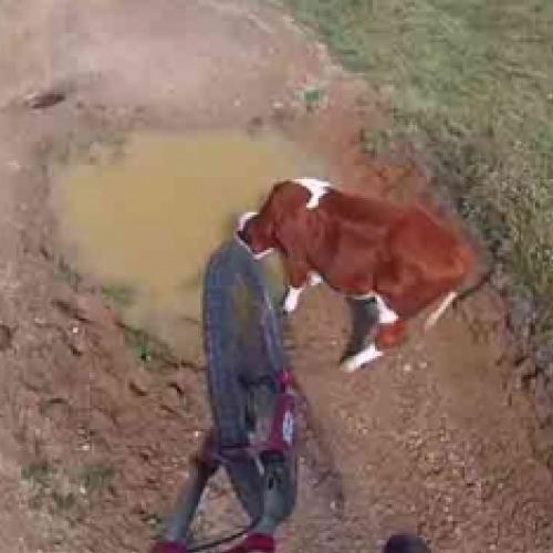 Novo esporte salto sobre vacas