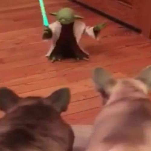 Mestre Yoda mostrando quem manda na casa
