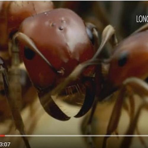 7 coisas assustadoras sobre as formigas