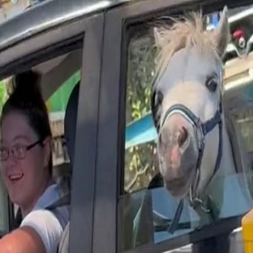 Cavalo é flagrado dentro de carro em lanchonete do Mcdonalds