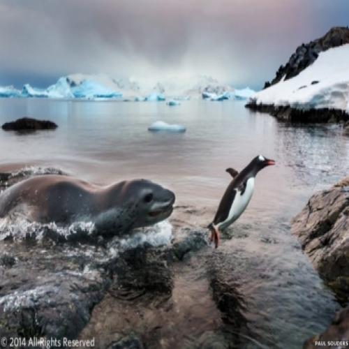 Foto de pinguim escapando de foca vence concurso de imagens