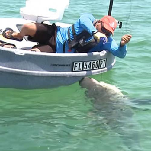 Homem pesca tubarão de 160 kg em mini-barco