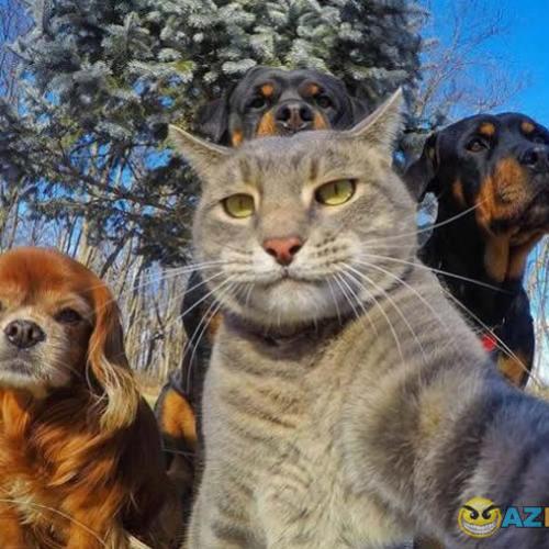 Melhor selfie animal de estimação de 2017