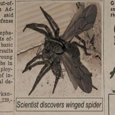 Lenda urbana: Teriam cientistas descoberto uma aranha alada? 