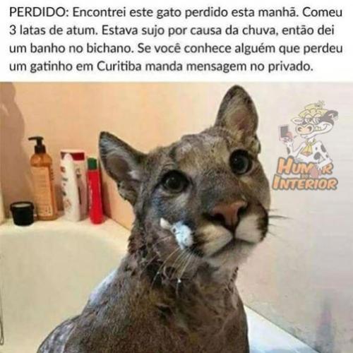 Gatinho perdido em Curitiba 