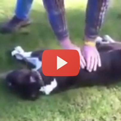 Homem ressuscita cachorro no parque e salva vida