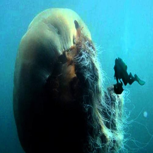Medusa gigante no mar do Japão.