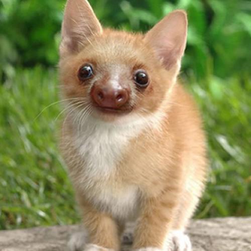 Fotos de gatinhos com rosto de preguiça