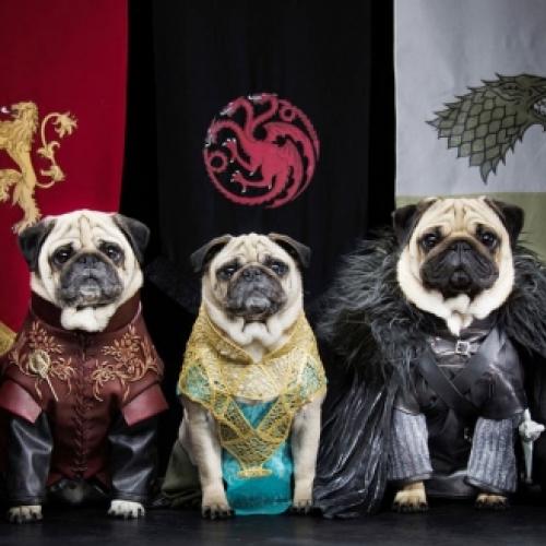Os pugs de Westeros - um Game Of Thrones especialmente para cachorros