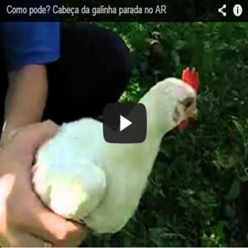 Cabeça da galinha parada no ar