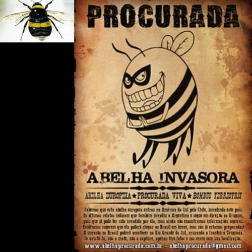 Procura-se por abelha invasora na América do Sul