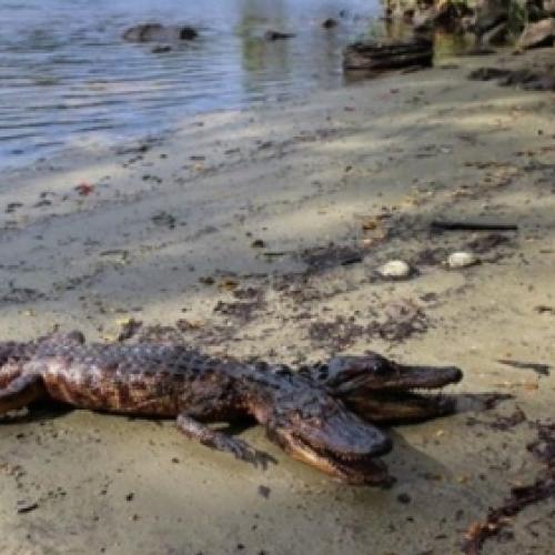 Jacaré de duas cabeças é encontrado no Rio da Flórida