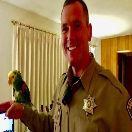 Papagaio grita por socorro e aciona a polícia por engano