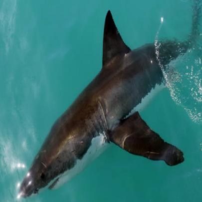 Um quarto dos tubarões e arraias está ameaçado de extinção