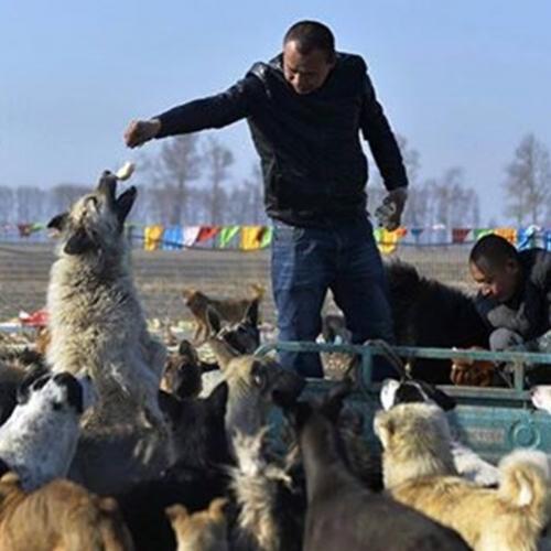 Milionário chinês compra matadouro e resgata todos os animais