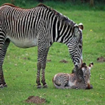 Parque de safári faz fotos de animais recém nascidos 