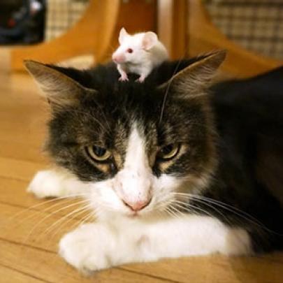 Parasita faz rato perder medo do cheiro de gato 