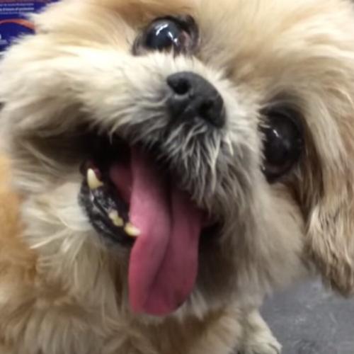 Marnie: A cadelinha com cara de louca mais fofa do mundo