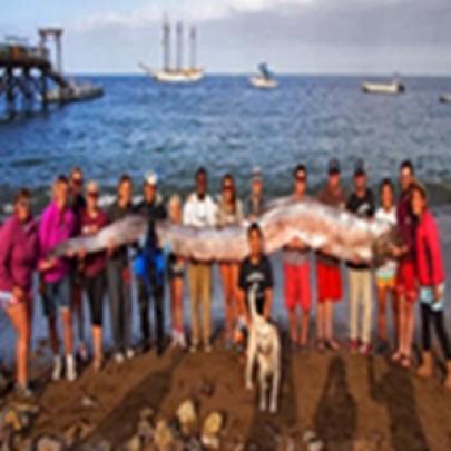 Serpente marinha com 18 metros é encontra no sul da califórnia