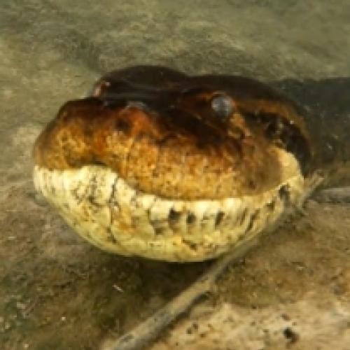 Mergulhador encontra anaconda de 7 metros embaixo d'água