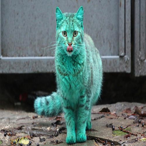 Moradores acreditavam que um vândalo havia pintado esse Gato