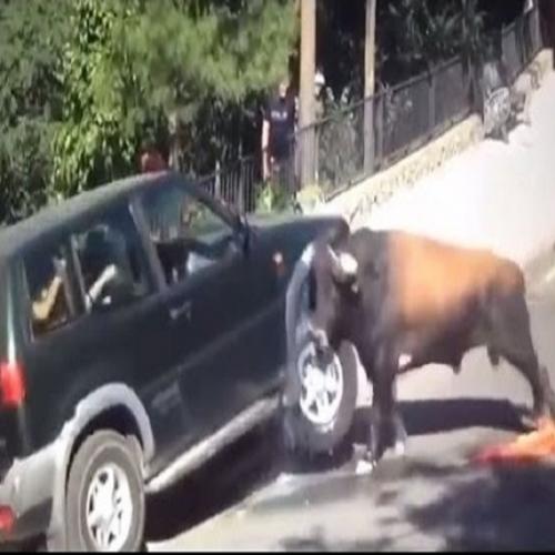 Quando um touro resolve atacar o seu carro