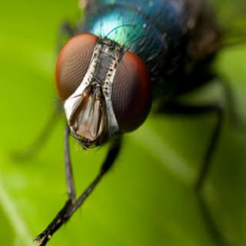 Por que as moscas são tão rápidas para fugir de ataques?