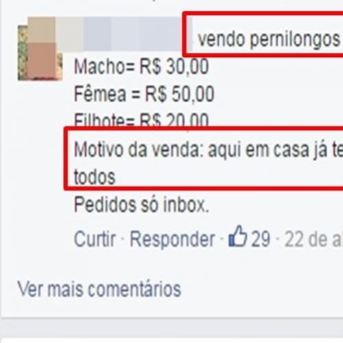 Vende-se pernilongos de raça