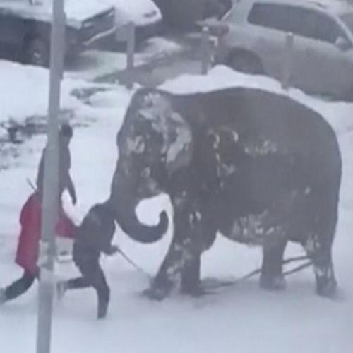 Elefantes fogem de circo para brincar na neve