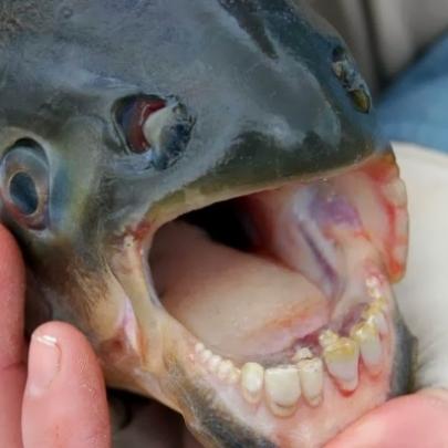 Este é o Pacu, o peixe com dentes de gente