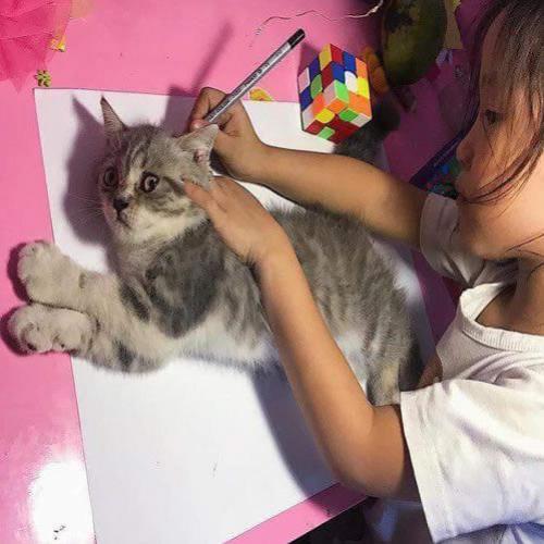 Minha filha desenhado um gato