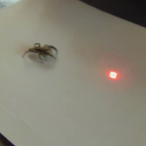Aranha caçando ponto de raio laser