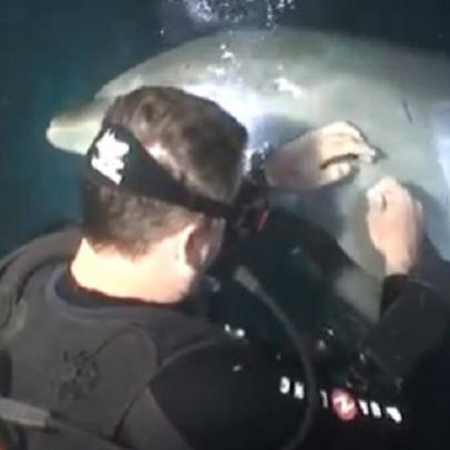 O comovente momento em que um golfinho pede ajuda para um mergulhador
