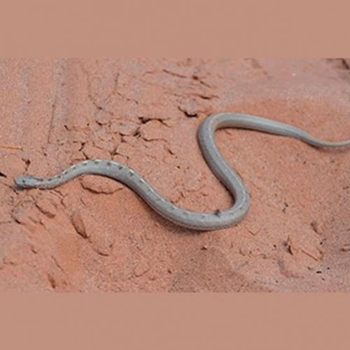 Nova espécie de serpente sobrevive a incêndio