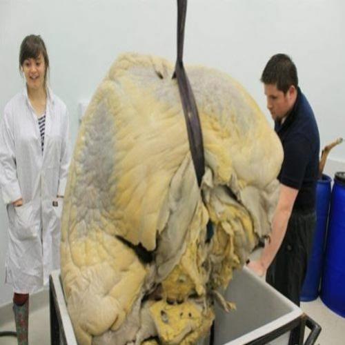 Impressionantes imagens do coração do maior animal que já viveu 