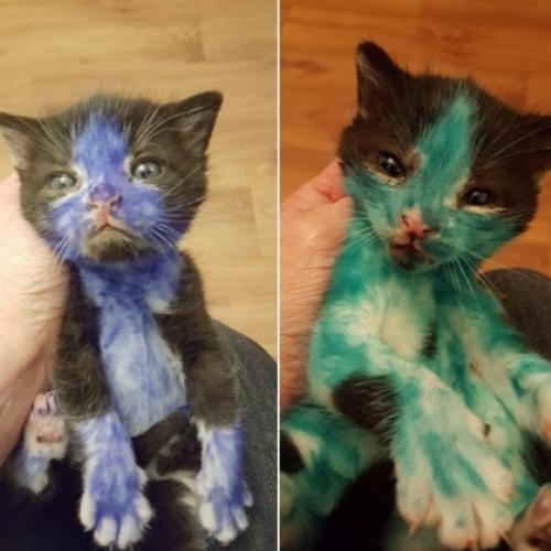 Dois gatinhos são encontrados pintados de azul e verde