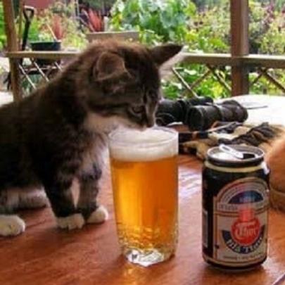 Gato bebendo cerveja